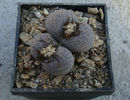 Lithops terricolor NE Br.1922.
