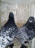 received_827667944074402