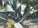 Agave americana L. 1753.