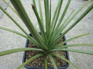 Agave striata subsp. falcata (Engelm.) Gentry 1982.