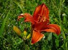 hemerocalis3