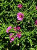 aster