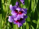 gladiole2