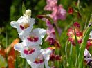 gladiole4