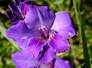 gladiole7