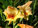 gladiole8