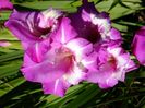 gladiole9