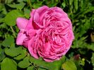 trandafir13-pereire