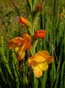 gladiole1
