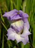 gladiole2