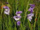 gladiole2b
