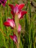 gladiole3