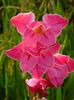 gladiole3b