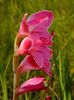 gladiole3c