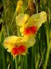 gladiole5