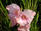 gladiole6
