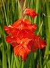 gladiole8