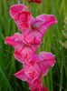 gladiole2