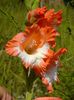 gladiole1
