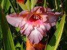 gladiole2
