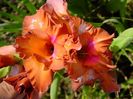 gladiole3