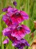 gladiole4