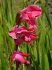 gladiole5