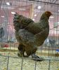 Puica campioana națională