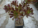 Aeonium arboreum cv. atropurpureum