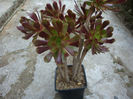 Aeonium arboreum cv. atropurpureum