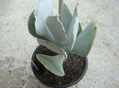 Cotyledon orbiculata L. 1753.