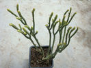 Crassula muscosa L. 1760.