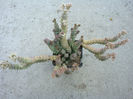 Crassula rupestris ssp. marnierana (Huber & Jacobsen) Toelken 1975.