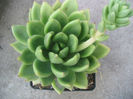 Echeveria agavoides Lem.1863.