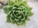 Echeveria agavoides Lem.1863.