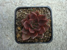 Echeveria  cv. "Black Prince"