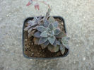 Echeveria carnicolor (Baker) E.Morren 1874.