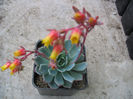 Echeveria secunda Booth ex Lindl. 1838.