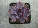 Echeveria shaviana cv. "rubra"