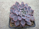 Echeveria shavianav cv. "rubra"