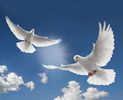 Doves-doves-31209090-2560-2069 - Copy (2)