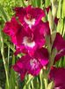 2015_gladiole_5
