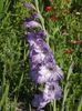 2015_gladiole_9