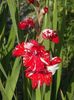 2015_gladiole_10