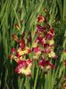 2015_gladiole_11