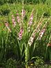 2015_gladiole_13