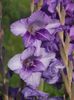 2015_gladiole_14