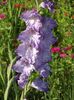 2015_gladiole_16