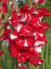 2015_gladiole_18