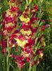 2015_gladiole_19